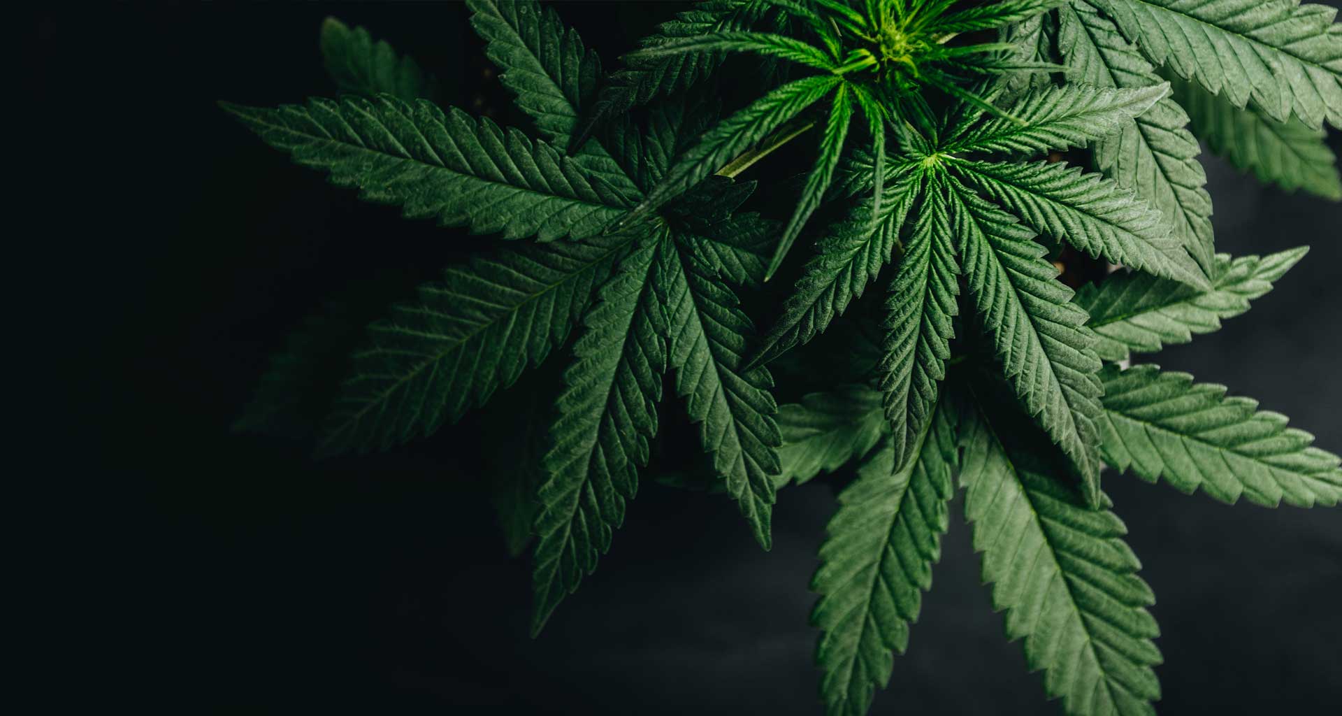 Lotus Création Hanf